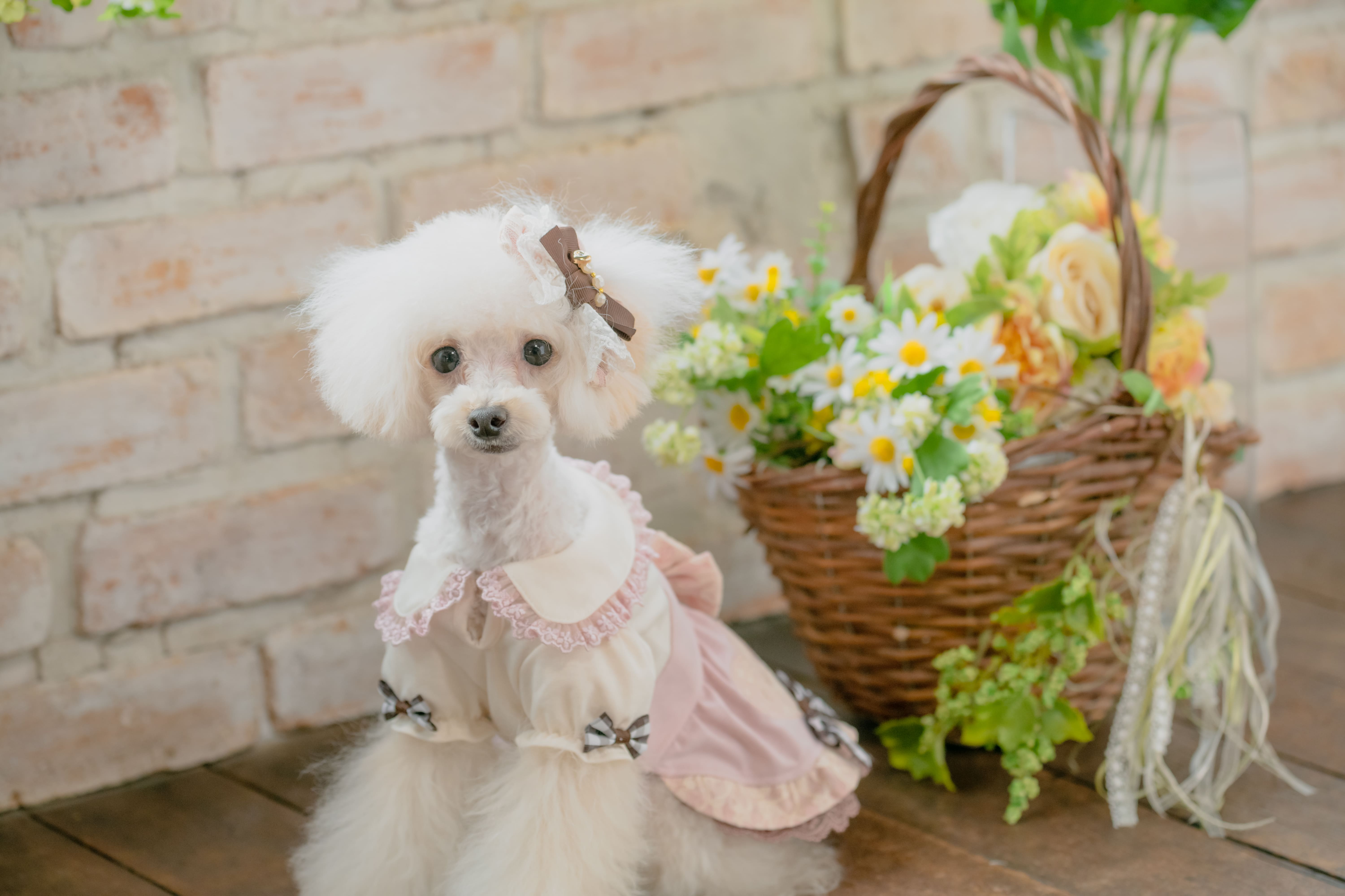 CanNana 犬 服 犬の服 春服 スゥイートハートワンピース レース