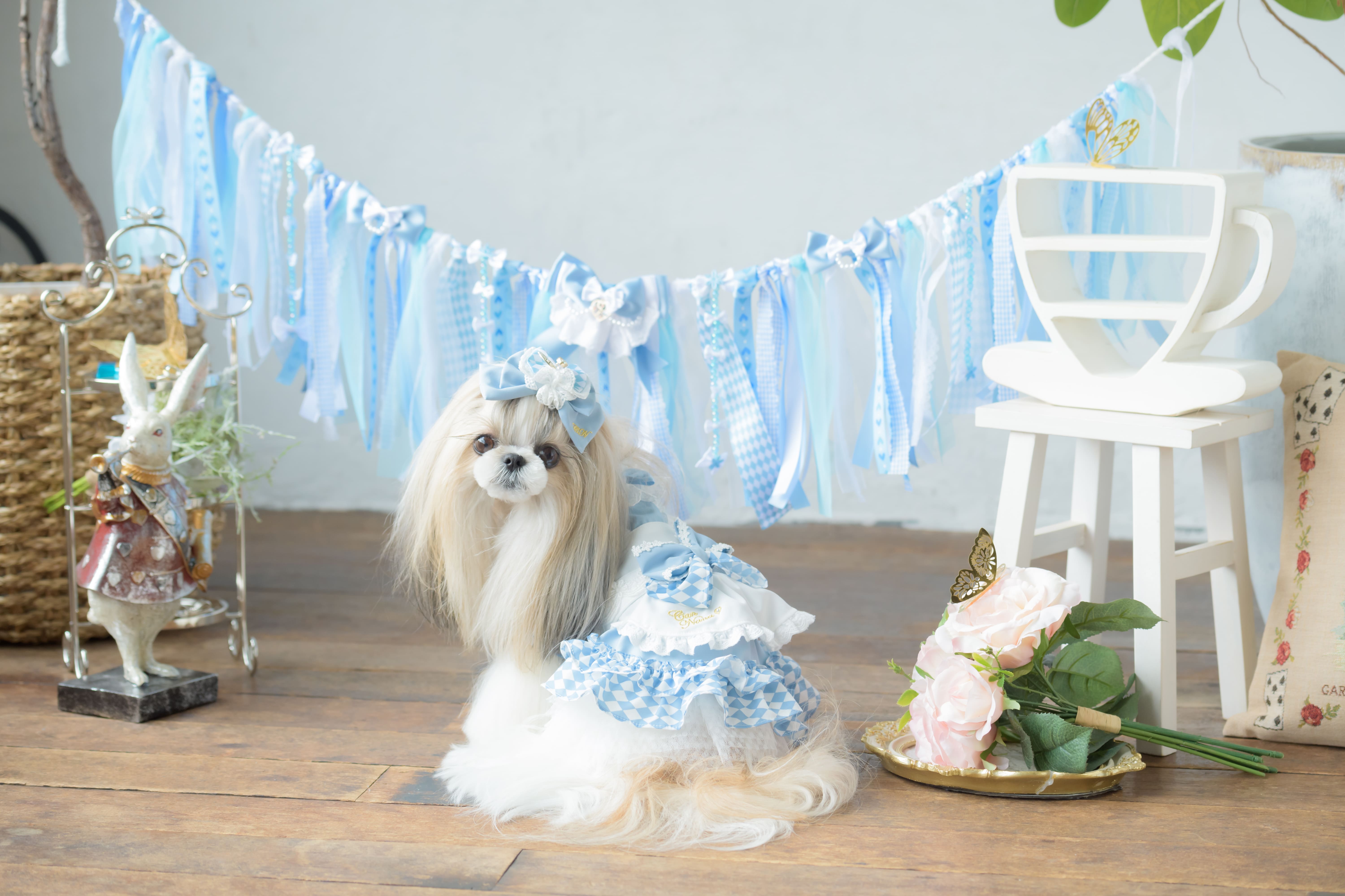 犬 服 犬服 ブランドセレブ ディスプレイ 小型犬 シーズー トイ