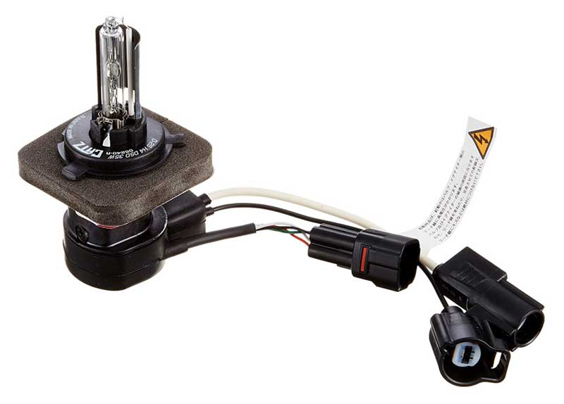 超希少 インドネシア産】スキンダプサス 'セノパティ' 激レア