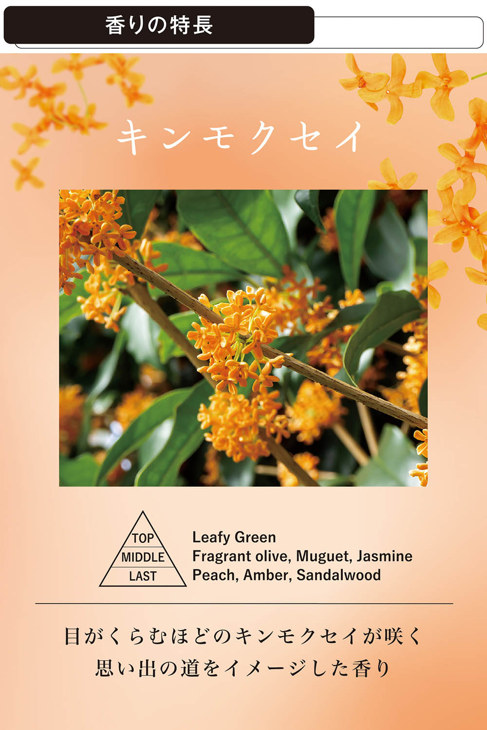 【限定1名様】　金木犀　キンモクセイ　バラ売り可能 ffaa88b9eec8418fb42c5bff5cc745