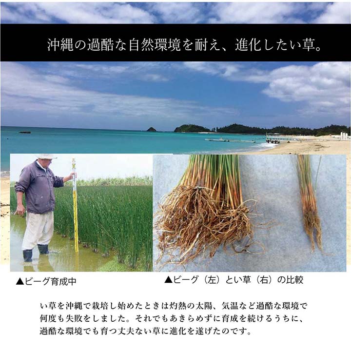 沖縄ビーグ 普通版正方形 ラグ マット 正方形 い草 夏用 沖縄ビーグ 191×191cm_4
