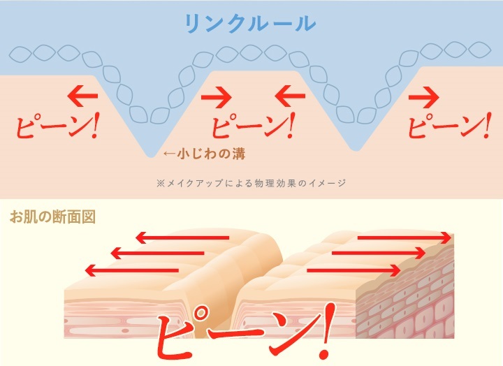 お肌の断面図