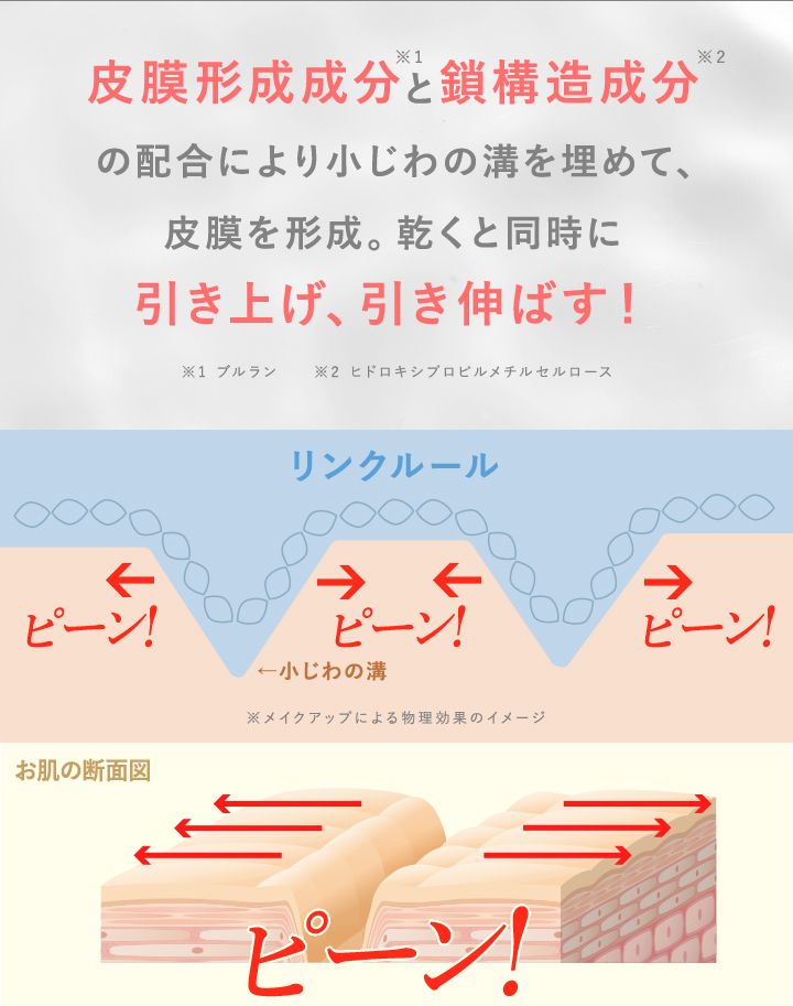お肌の断面図