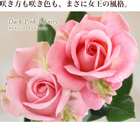 ミニバラ 苗 品種 ピンク 花 中大輪 四季咲き ピンク・インフィニティ