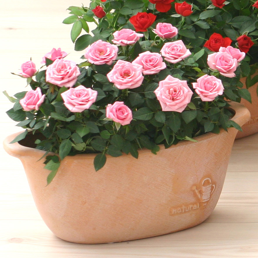 ミニバラ 鉢植え ギフト 赤 黄 ピンク 寄せ植え 誕生日 お祝い 母 花