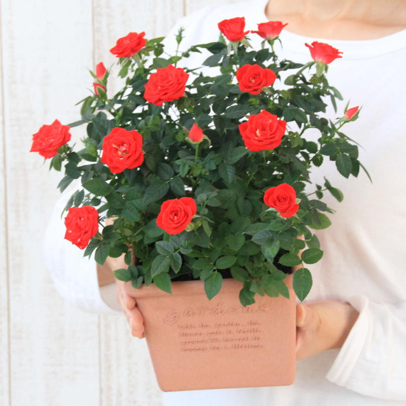 ミニバラ 鉢植え ギフト 赤 黄 ピンク 寄せ植え 誕生日 お祝い 母 花