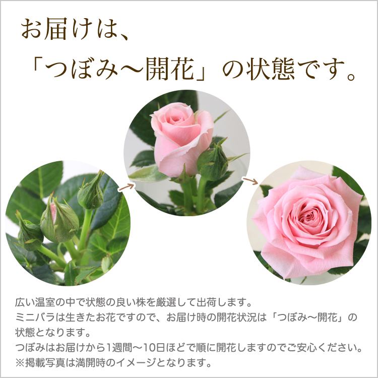 ミニバラ 鉢植え ギフト 赤 黄 ピンク 誕生日 お祝い 母 花 四季咲き