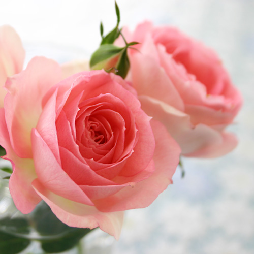 バラ　スタンダードローズ　寄せ植え ミニバラ 鉢植え ギフト 赤 黄 ピンク 寄せ植え 誕生日 お祝い 母 花