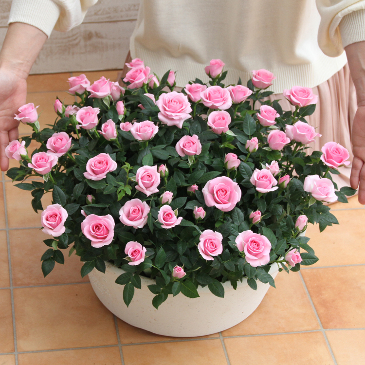 ミニバラ(花、ガーデニング)の商品一覧 通販 - Yahoo!ショッピング ミニバラ(花、ガーデニング)の商品一覧 通販 - Yahoo!ショッピング