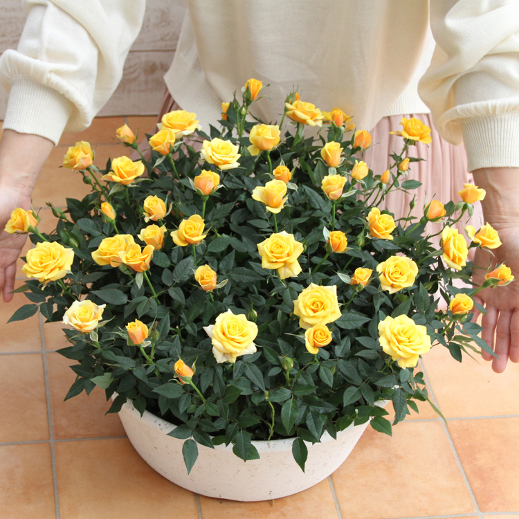 黄色のバラ 鉢植え 満開　四季咲　高さ約1.1メートル ミニバラ 鉢植え ギフト 赤 黄 ピンク 寄せ植え 誕生日 お祝い 母 花