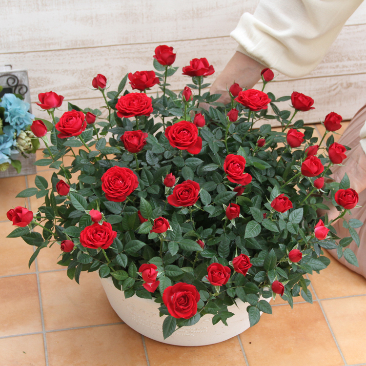 ミニバラ 鉢植え ギフト 赤 黄 ピンク 寄せ植え 誕生日 お祝い 母 花