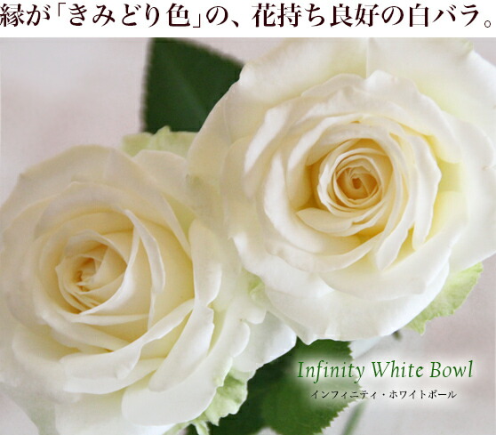 ドライフラワー❇️ミニバラ❣️ホワイト系 ミニバラ 苗 品種 白 花 中大輪 四季咲き インフィニティ・ホワイト