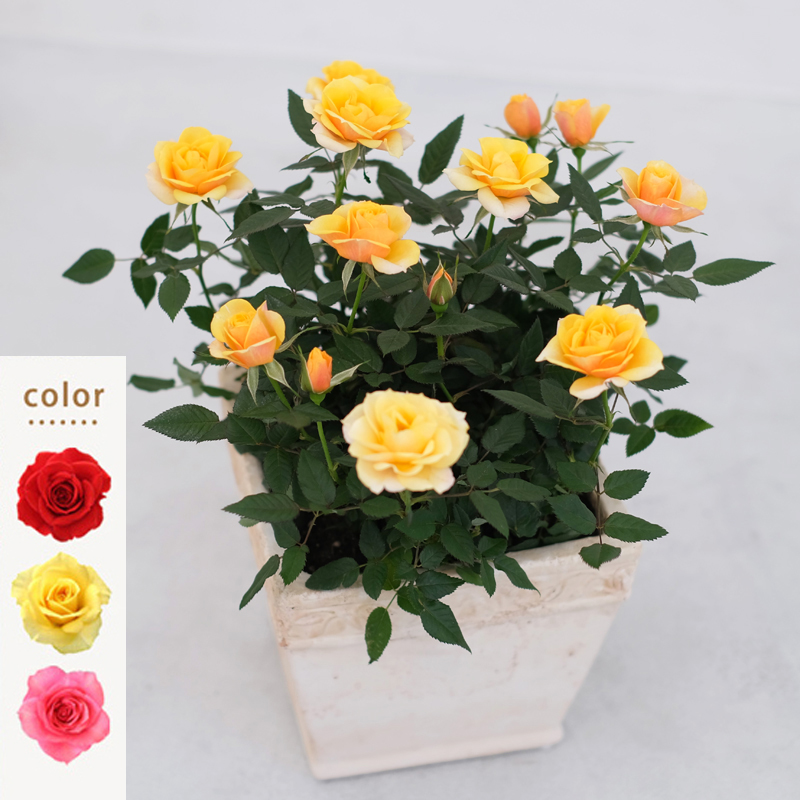 ミニバラ 苗 品種 赤 花 中大輪 四季咲き マルティ・フォーエバー 4号