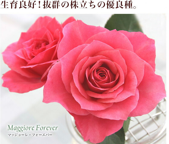 ミニバラ 苗 品種 ピンク 花 中大輪 四季咲き マッジョーレ・フォーエバー 4号 : maggiore-forever : ミニバラ専門店セントラルローズ  - 通販 - Yahoo!ショッピング