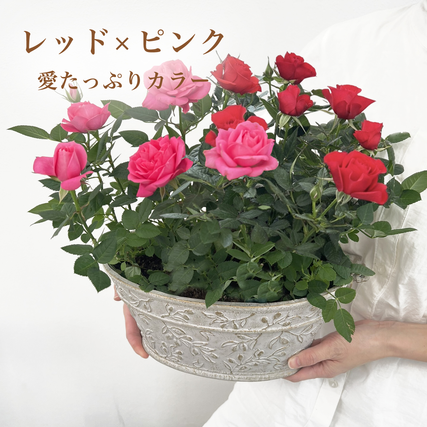 ミニバラ 鉢植え ギフト 赤 黄 ピンク 誕生日 お祝い 母 花 四季咲き 幸福の鉢 オリーブ柄オーバル |  | 01