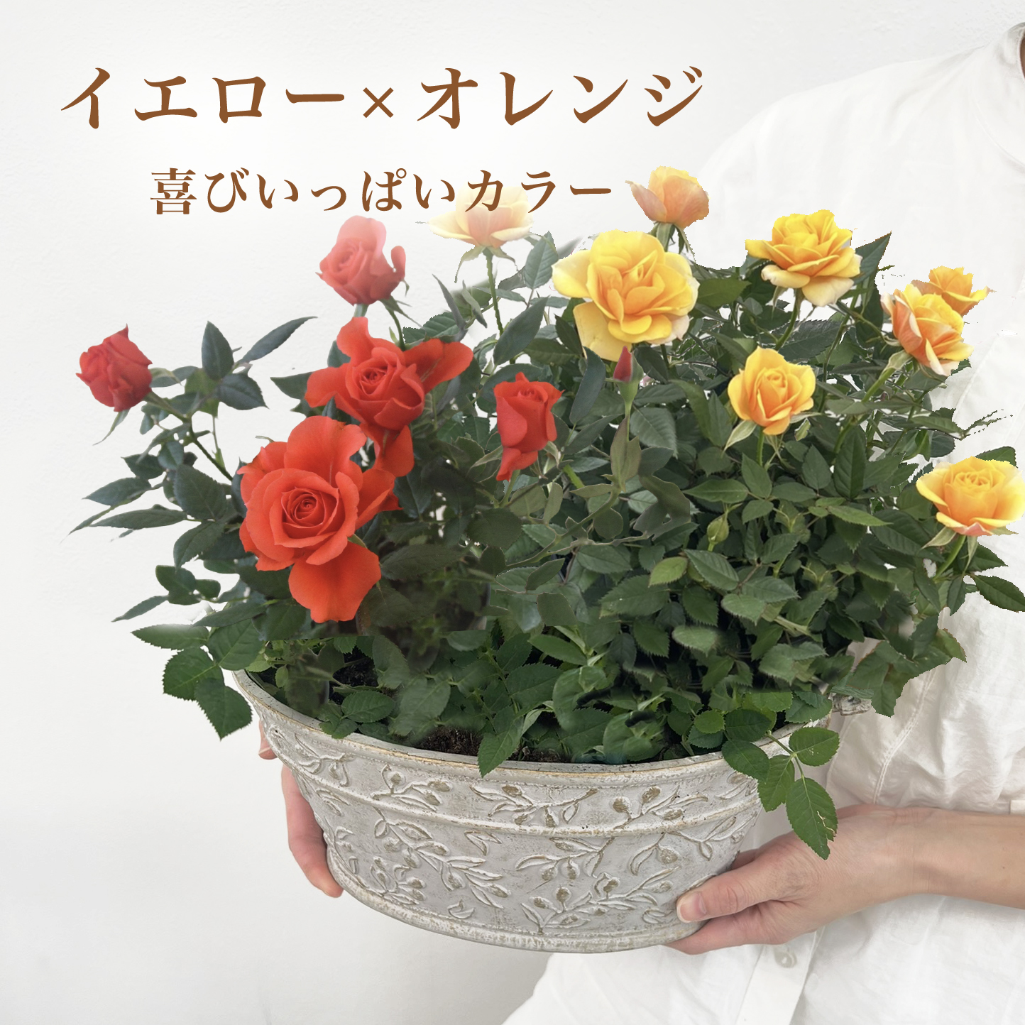 ミニバラ 鉢植え ギフト 赤 黄 ピンク 誕生日 お祝い 母 花 四季咲き 幸福の鉢 オリーブ柄オーバル |  | 03