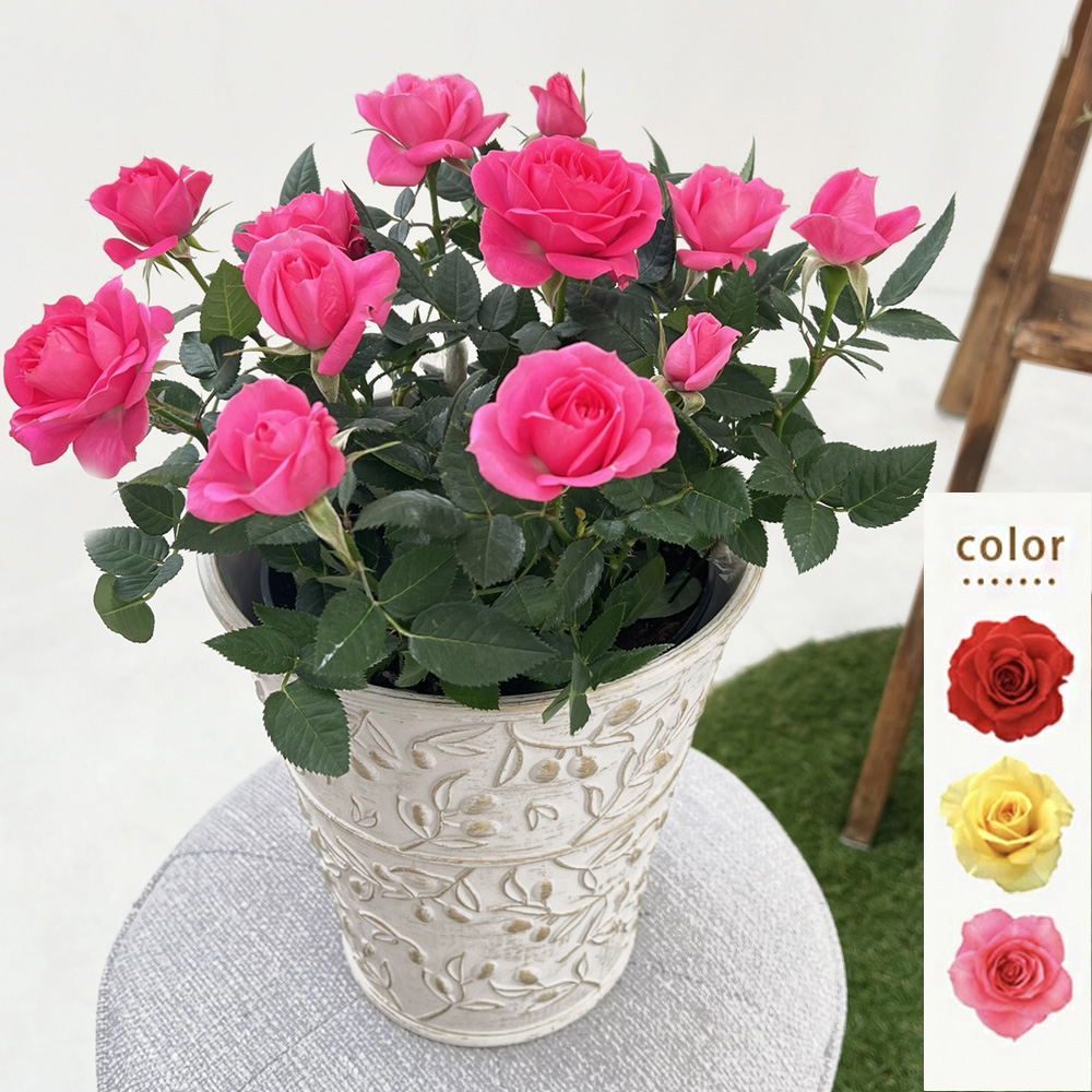 ミニバラ 鉢植え ギフト 赤 黄 ピンク 誕生日 お祝い 母 花 四季咲き 幸福の鉢 オリーブ柄6号 | 