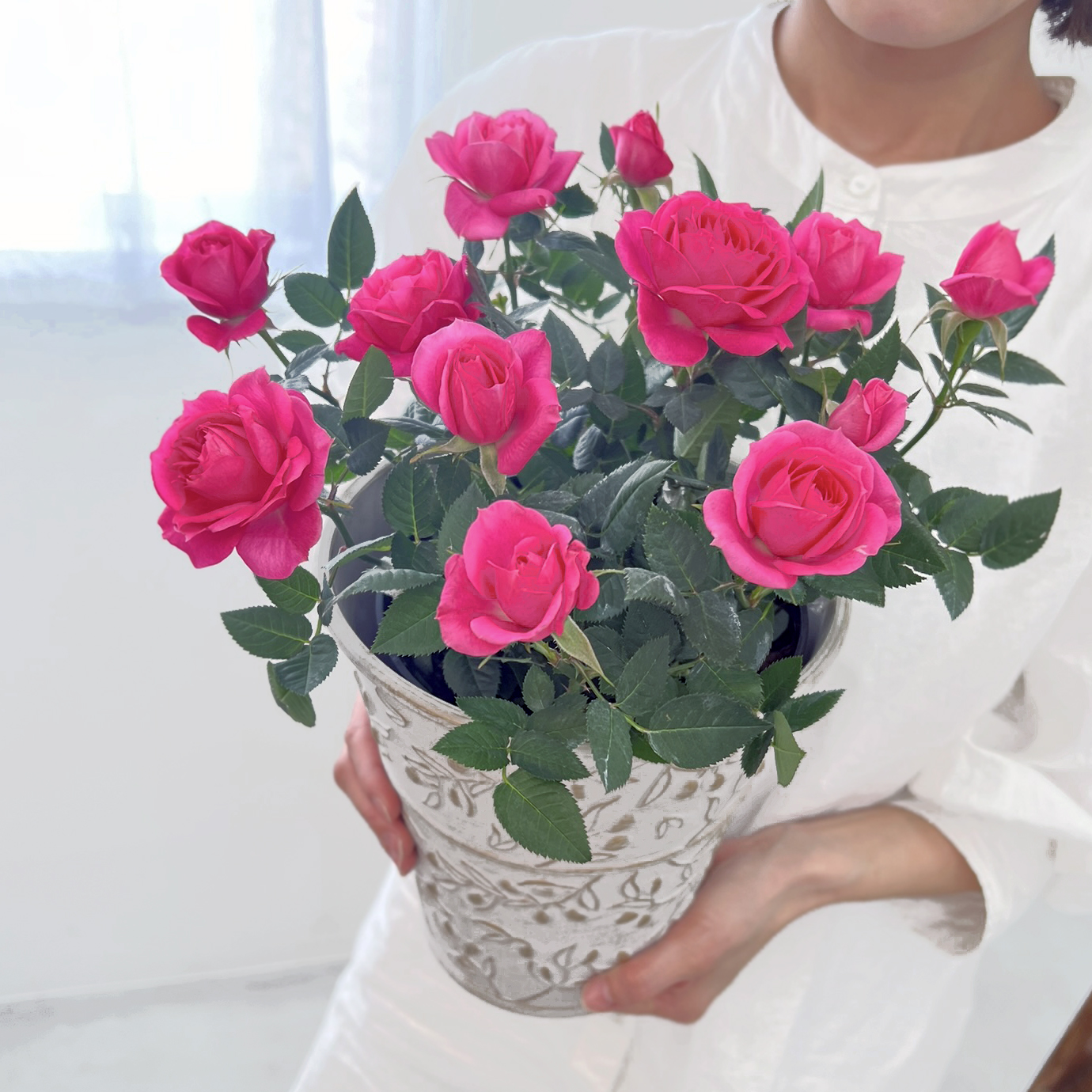 ミニバラ 鉢植え ギフト 赤 黄 ピンク 誕生日 お祝い 母 花 四季咲き 幸福の鉢 オリーブ柄6号 |  | 03