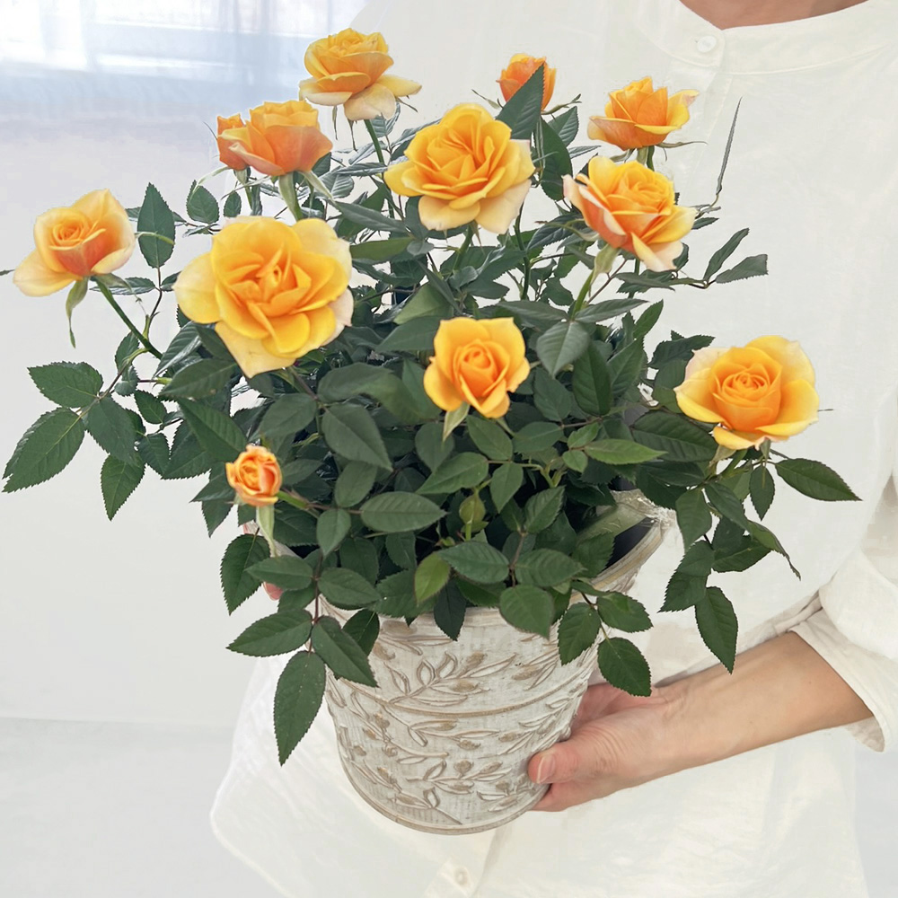 ミニバラ 鉢植え ギフト 赤 黄 ピンク 誕生日 お祝い 母 花 四季咲き 幸福の鉢 オリーブ柄6号 |  | 02