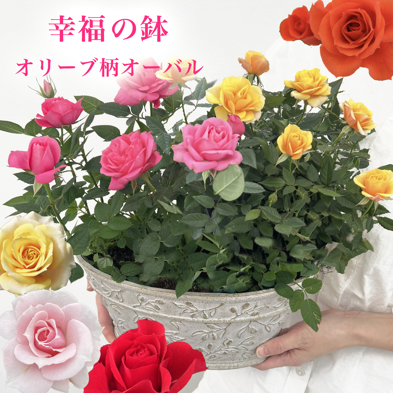 ミニバラ 鉢植え ギフト 赤 黄 ピンク 誕生日 お祝い 母 花 四季咲き 幸福の鉢 オリーブ柄オーバル | 