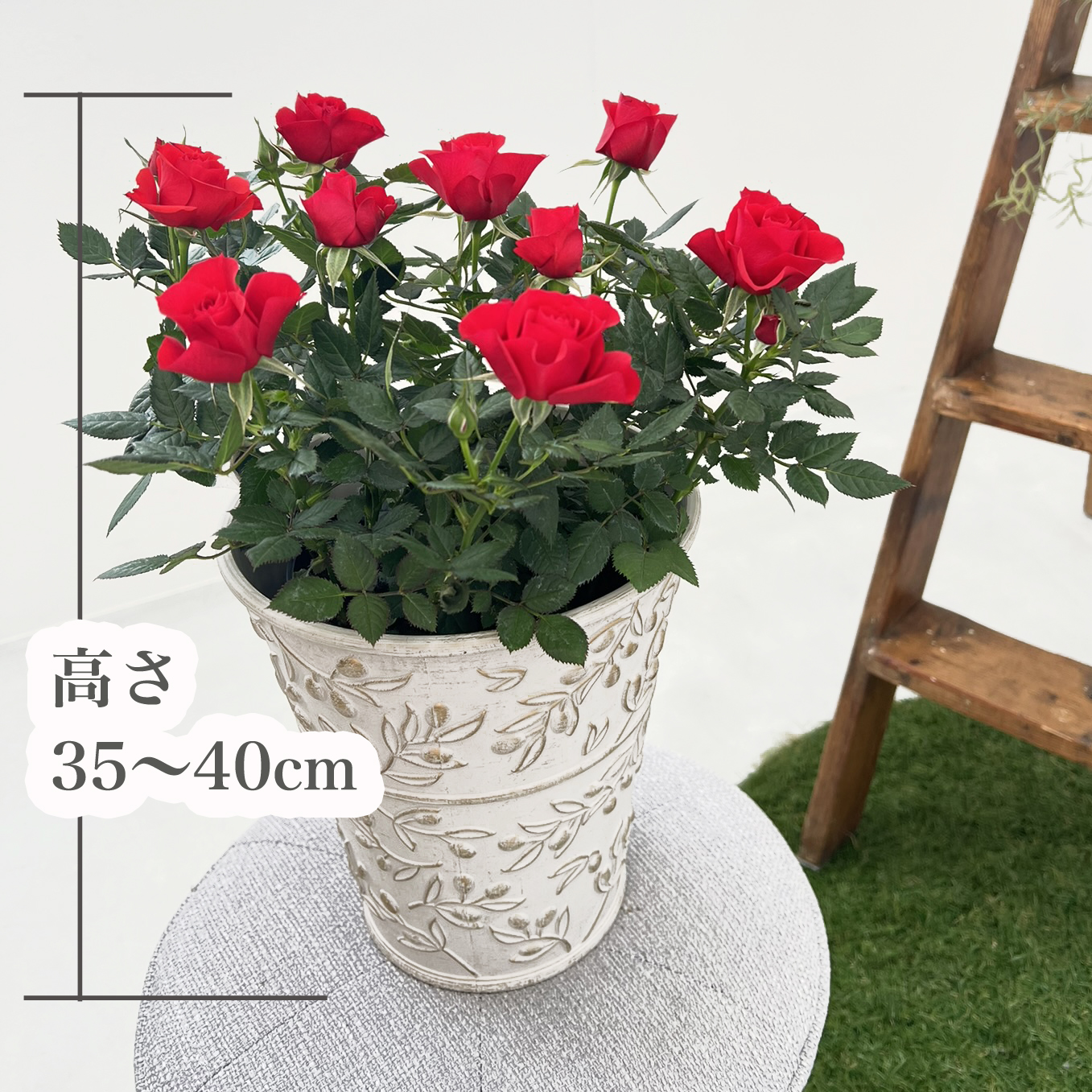 ミニバラ 鉢植え ギフト 赤 黄 ピンク 誕生日 お祝い 母 花 四季咲き