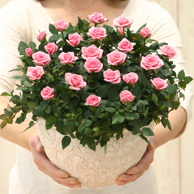 ミニバラ 鉢植え ギフト 赤 黄 ピンク 寄せ植え 誕生日 お祝い 母 花