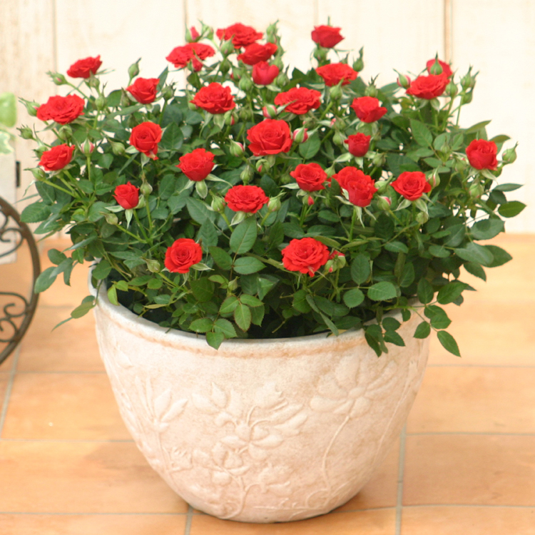 ミニバラ 鉢植え ギフト 赤 黄 ピンク 寄せ植え 誕生日 お祝い 母 花