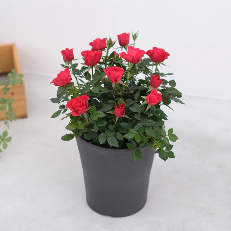 ミニバラ 鉢植えのおすすめ人気商品一覧 通販 - Yahoo!ショッピング