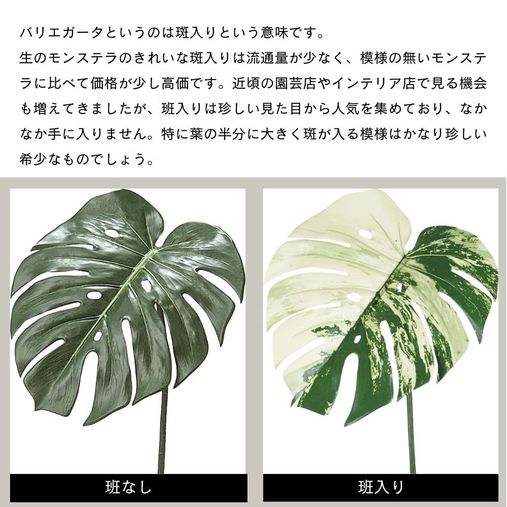 モンステラ 人工植物 フェイクグリーン 班入り リアル(モンステラ