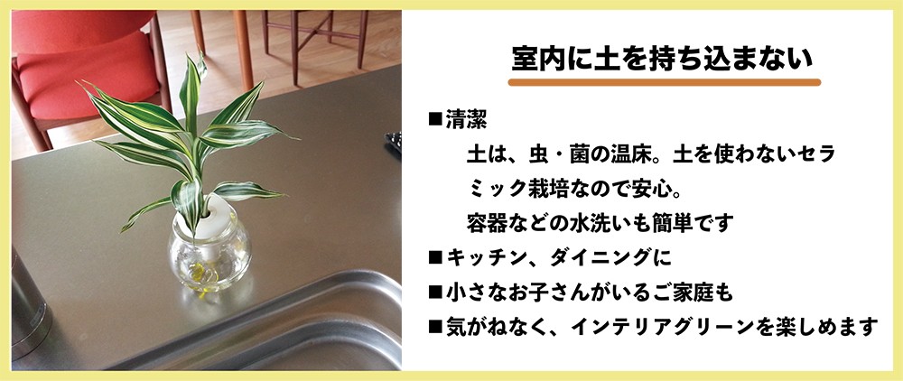 話題の行列 観葉植物 梛 ナギ 小鉢植え 苔付き 鉢を選べます Bonsai ご神木 縁起の良い お守り お祝い プレゼント