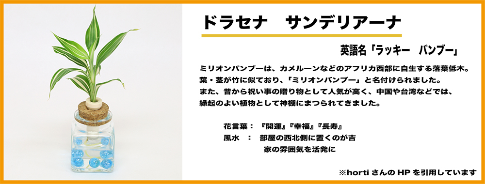4円 ファッションの 良縁を結ぶ 梛 ナギ の木 幸福の木 ドラセナ サンデリアーナ