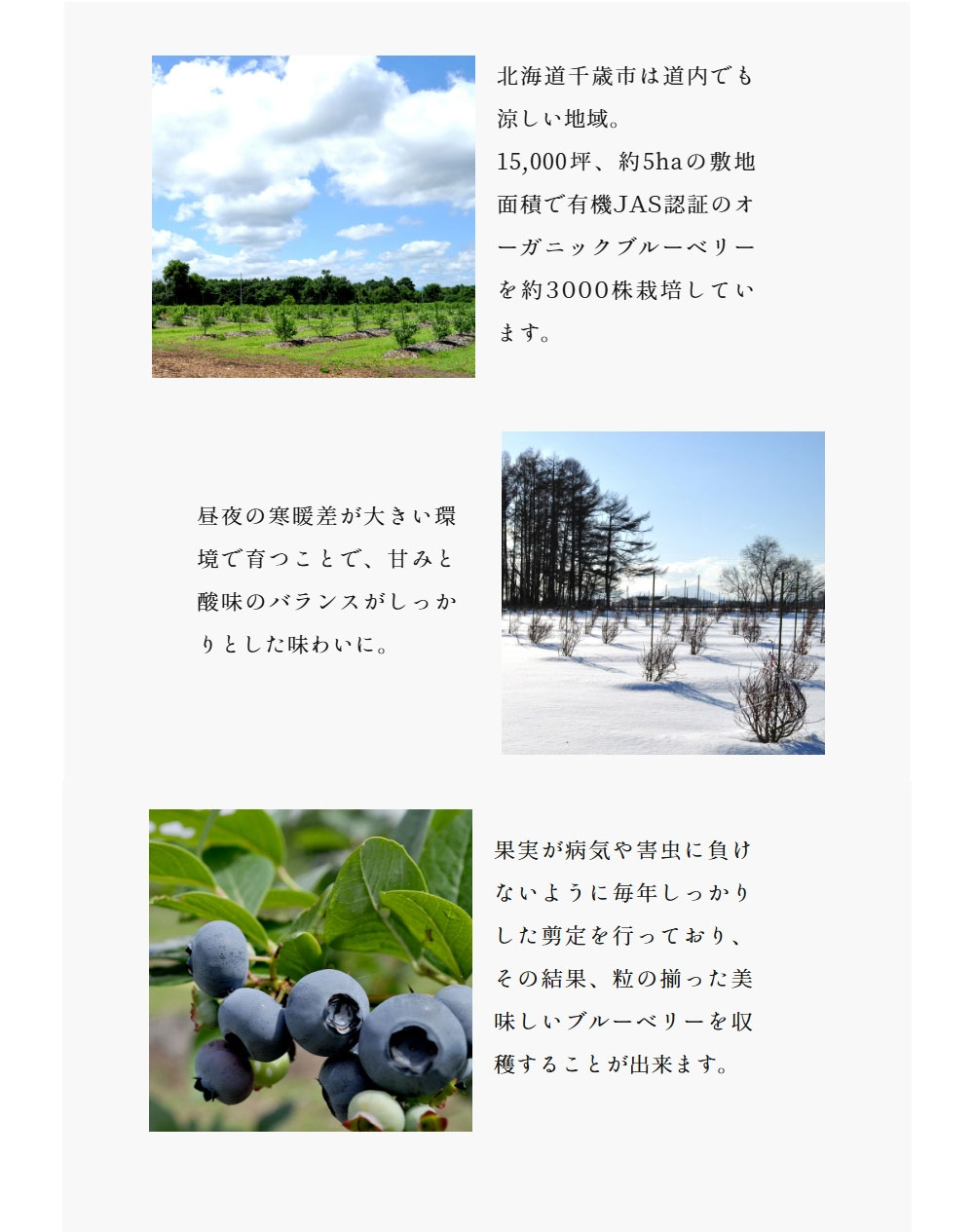 北海道産 冷凍オーガニック ブルーベリー 有機JAS認証 500g［冷凍のみ