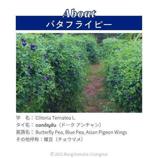 バタフライピーについて1