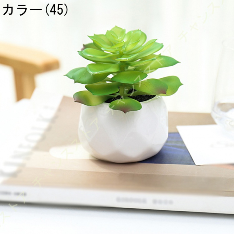 多肉植物 寄せ植え おしゃれ カラフルの商品一覧 通販 - Yahoo