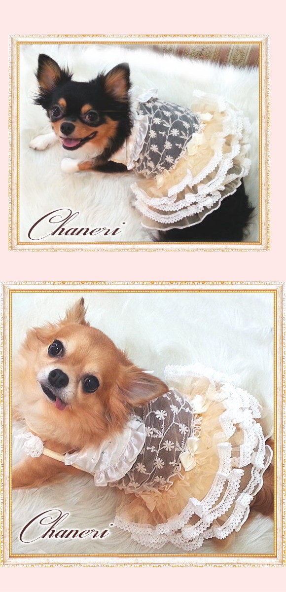 犬 服【Sale】クリームレースフリルドレス/Petstyle : Chaneri - 通販