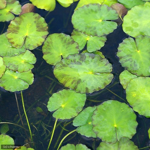 (ビオトープ)水辺植物 アサザ(1ポット) 浮葉植物 (休眠株) :13285:チャーム charm ヤフー店 - 通販 - Yahoo!ショッピング