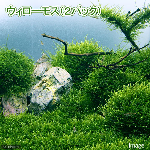 チャーム Yahoo!店