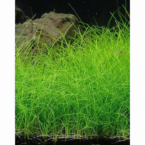 (水草)发型玻璃杯(水上叶)(无农药)(4束分)北海道航空信要保温-日本购