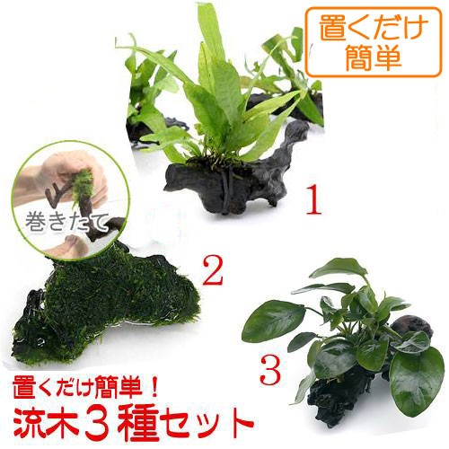 チャーム Yahoo!店