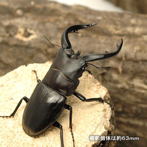 (昆虫)业余ミ锯锹形虫鹿儿岛县奄美市笠利町产的成虫(4wd)60 ~ 64毫米