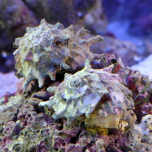 海水魚・サンゴ｜チャーム