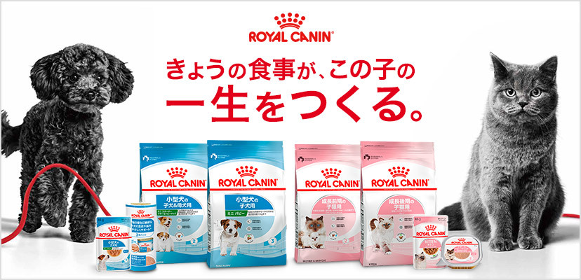 タイムセール！】 成犬用 関東当日便 インドア ８００ｇ お一人様５点限り ロイヤルカナン ３１８２５５０８４９６２３ アダルト ジップ付 ＰＯＭ＿Ｄ  ミニ 犬用品