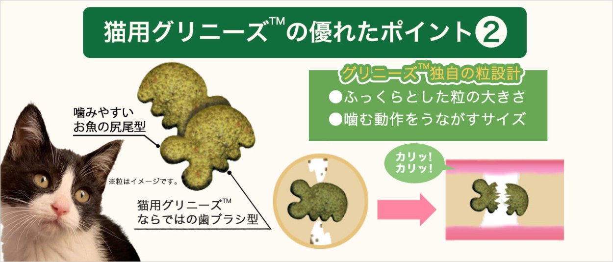 噛むことで、歯垢・歯石の蓄積をコントロール