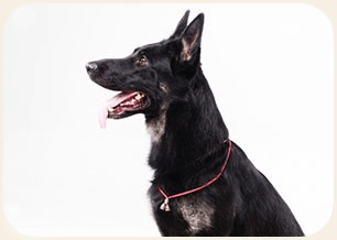 犬画像