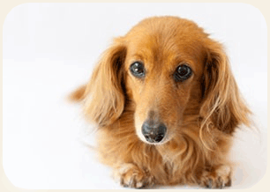 犬画像