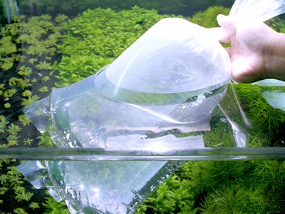 水合わせ
