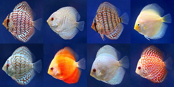 熱帯魚の王様 ＤＩＳＣＵＳ ディスカス特集 - チャーム charm ヤフー店