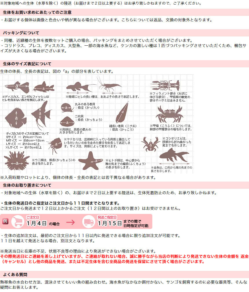 （エビ・貝）コケ対策セット　大型水槽用　ミナミヌマエビ（１００匹）＋（Ｂ品）石巻貝（１５匹）　北海道・九州航空便要保温