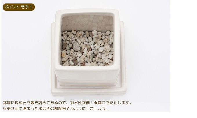（観葉植物）ペペロミア　ホープ　陶器鉢植え　ダイスＭ白（１個）　受皿付　セラミス