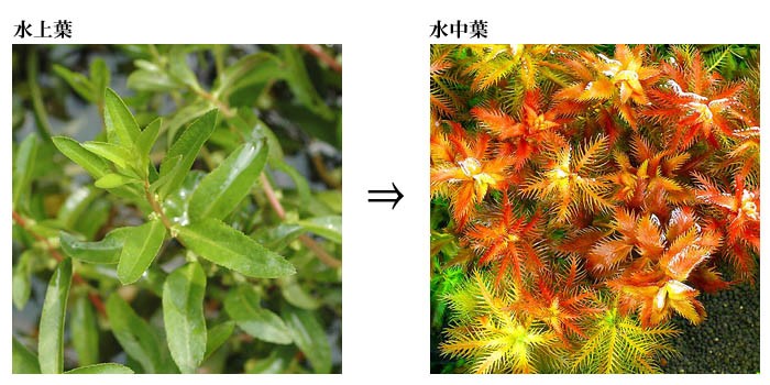 水中葉 水上葉特集 チャーム